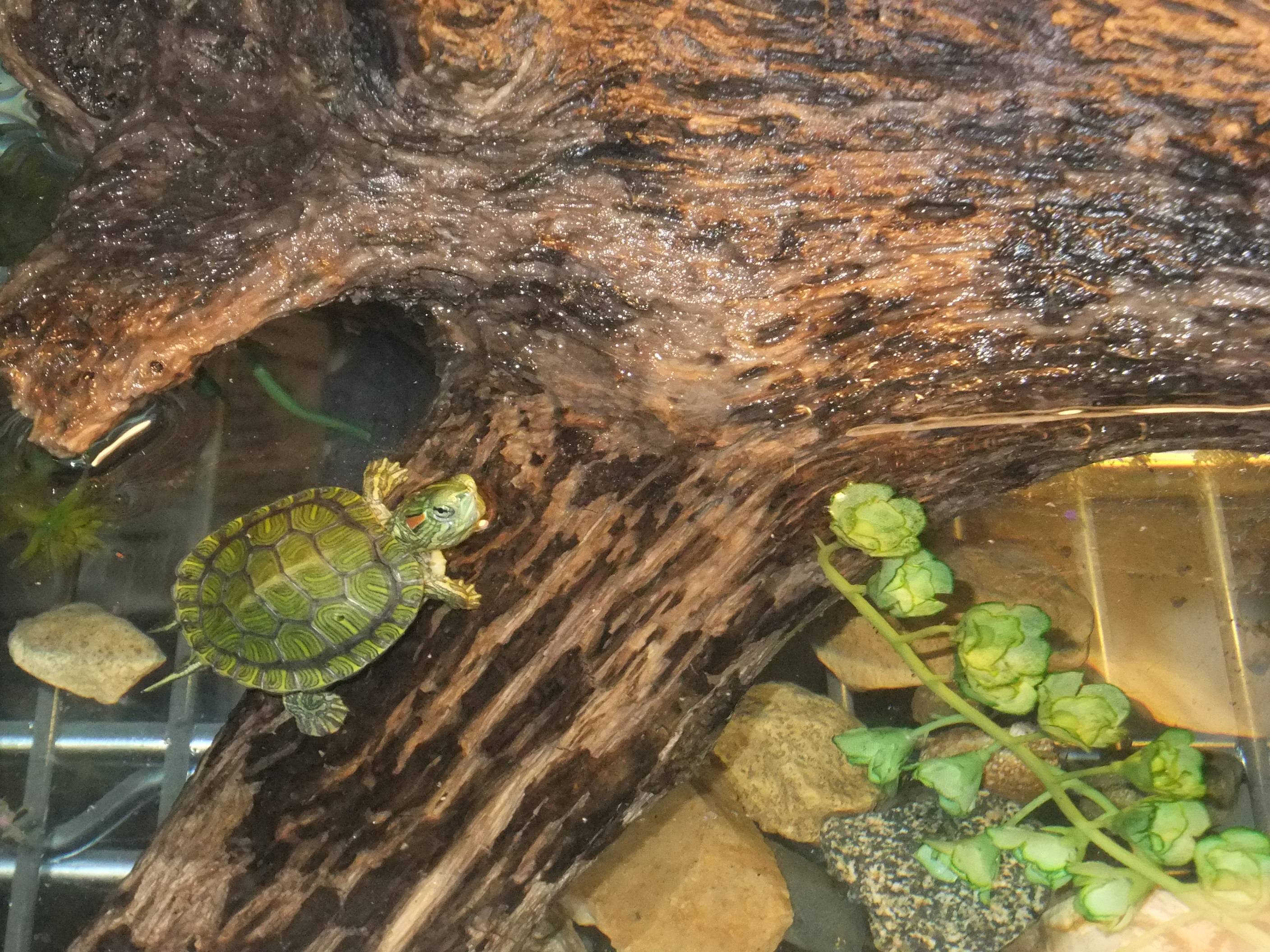 Красноухая черепаха: как ухаживать и содержать в домашних условиях