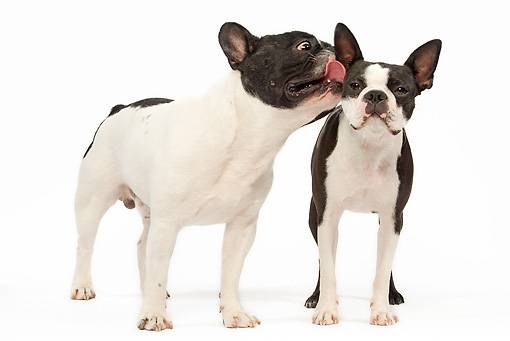 Отличия бостон-терьера и французского бульдога: характер собак и какую породу лучше выбрать