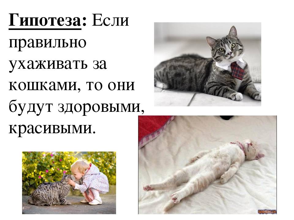 Уход за котами разных пород: питание, туалет, сон, стерилизация