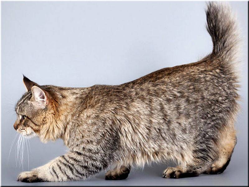 Пиксибоб: 10 фото, цена котенка, описание породы, характер и стандарт