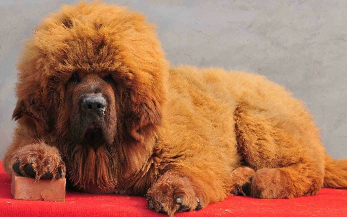 Самые дорогие породы собак в мире: описания и фото с названиями
