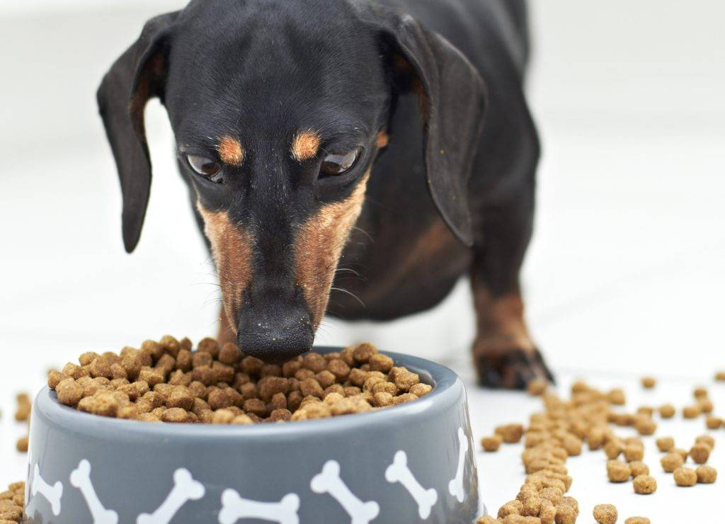 Можно ли кормить собаку только сухим кормом: за и против