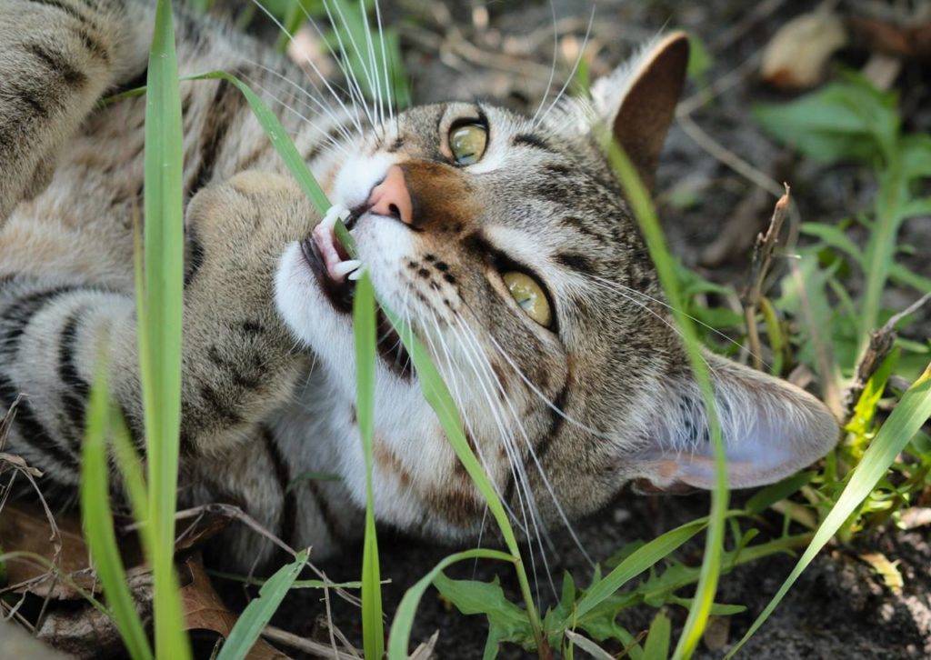 Почему кошки едят траву? – причины