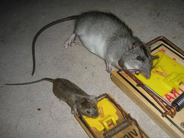 Чем травить крыс и мышей в домашних условиях и что лучше использовать для обработки