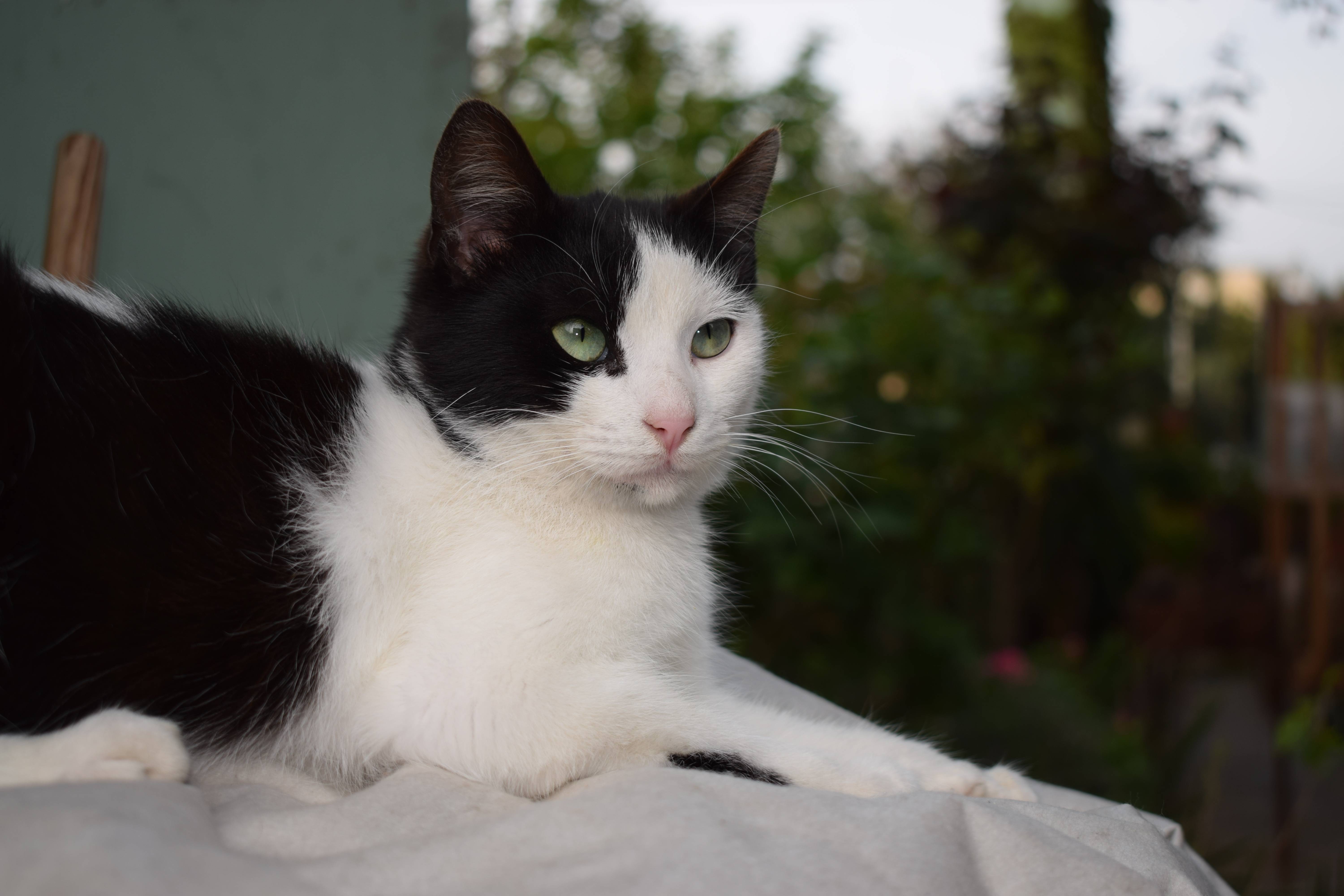 Порода черно белых кошек с фотографиями. Европейская короткошерстная кошка черно-белая. Черный биколор европейская короткошерстная. Сибирская биколор короткошерстная. Голубой биколор европейская короткошерстная.