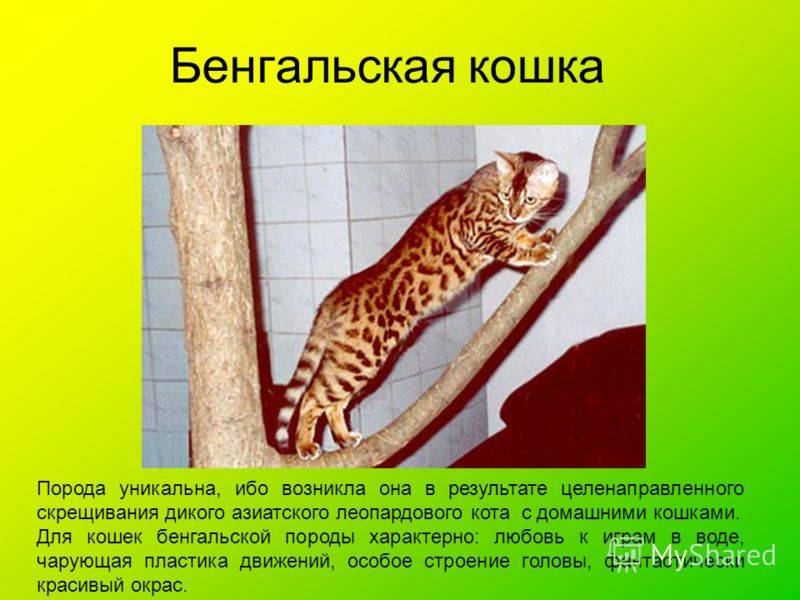 Леопардовая собака катахулы. описание, особенности, характер, история и цена породы | животный мир