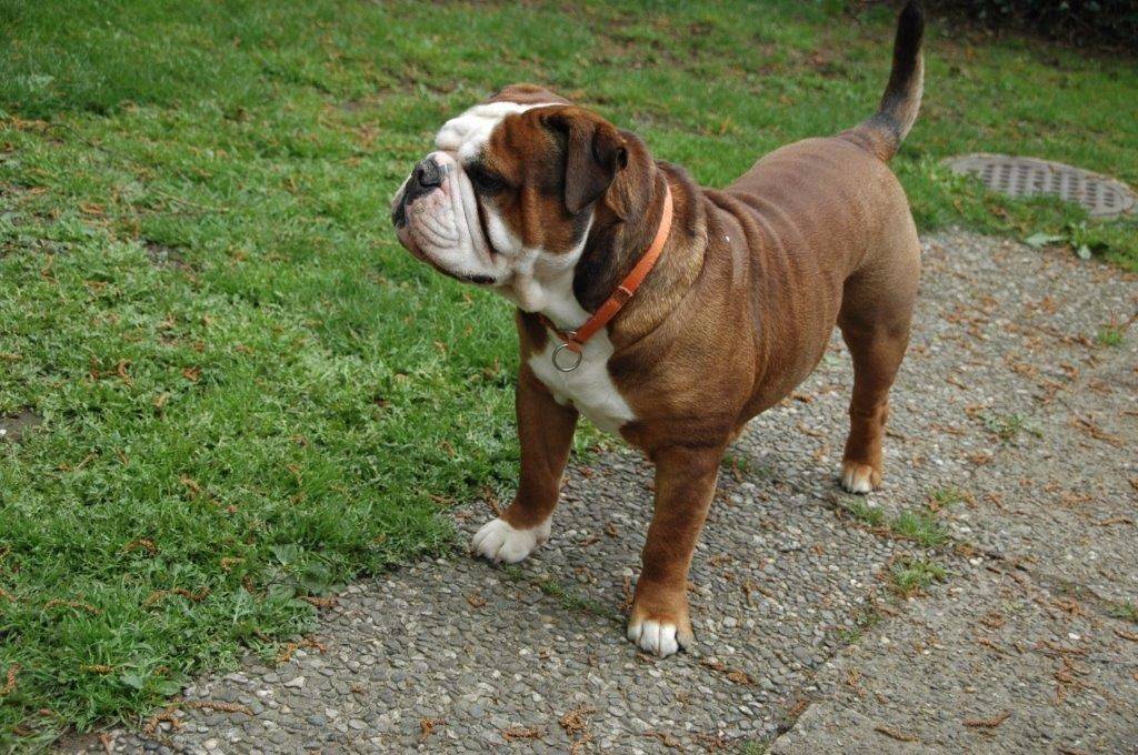 Доберман: описание породы собак с фото и видео