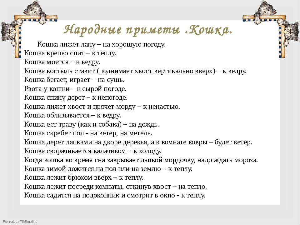 Приметы про кошек в разных ситуациях