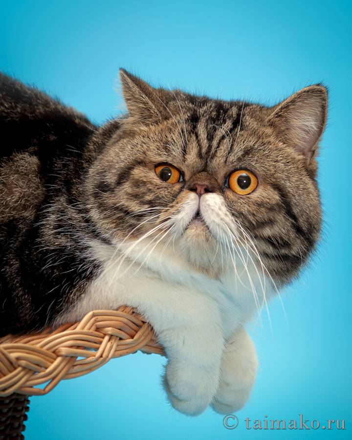 Экзотическая кошка: описание породы, характер и повадки экзот кота, отзывы владельцев, фото
