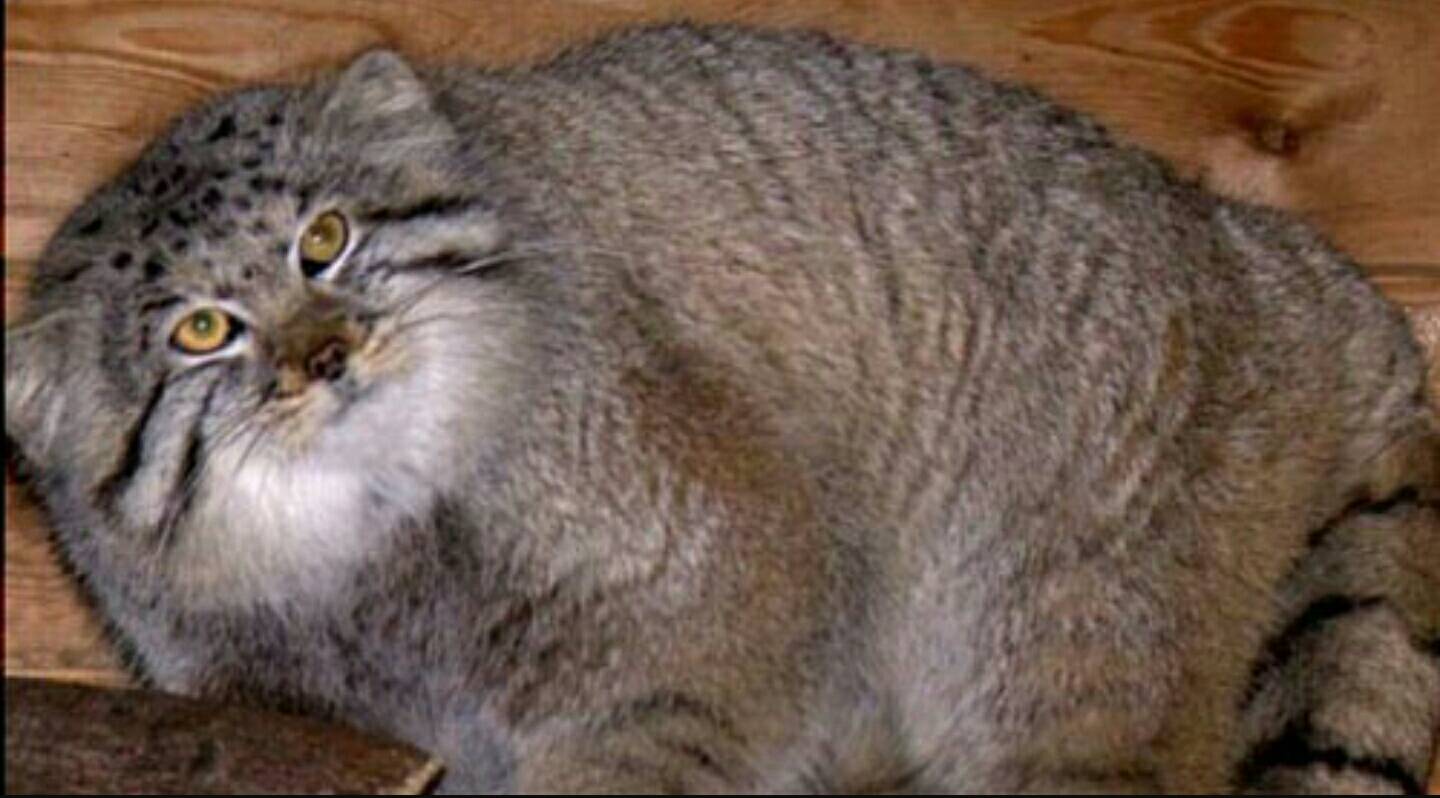 Кот манул: примеры размера и веса степного животного