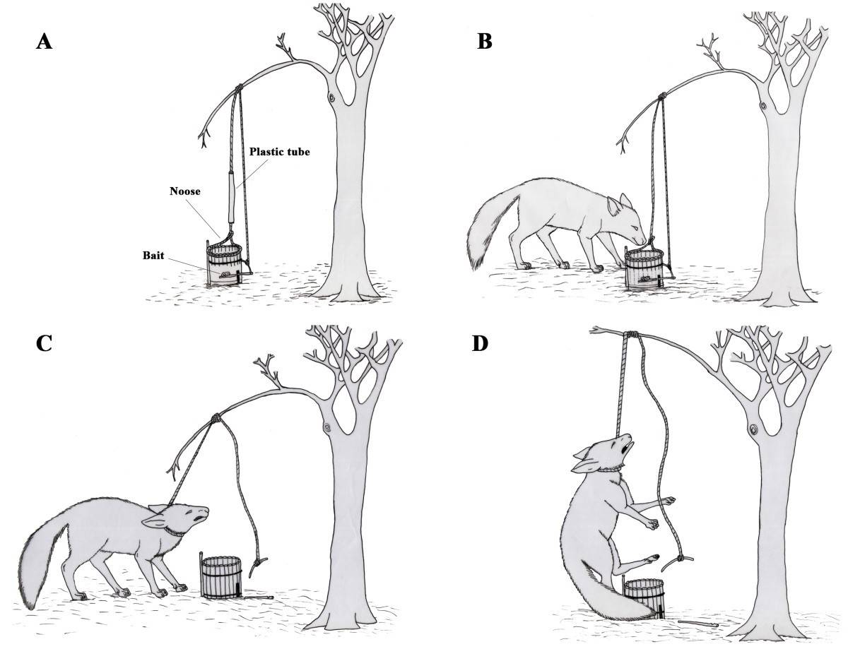 Как снять кошку с дерева