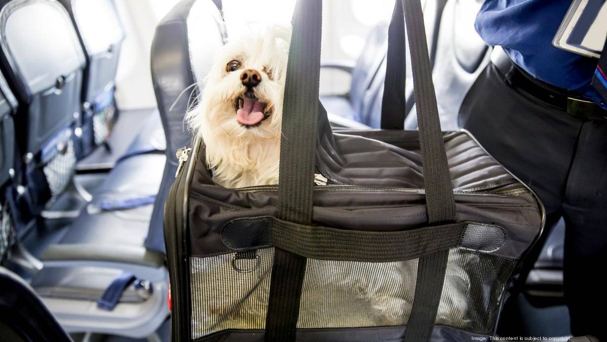 Вывоз собаки за границу: правила перевозки в самолете и на машине, необходимые документы для перевозки животного