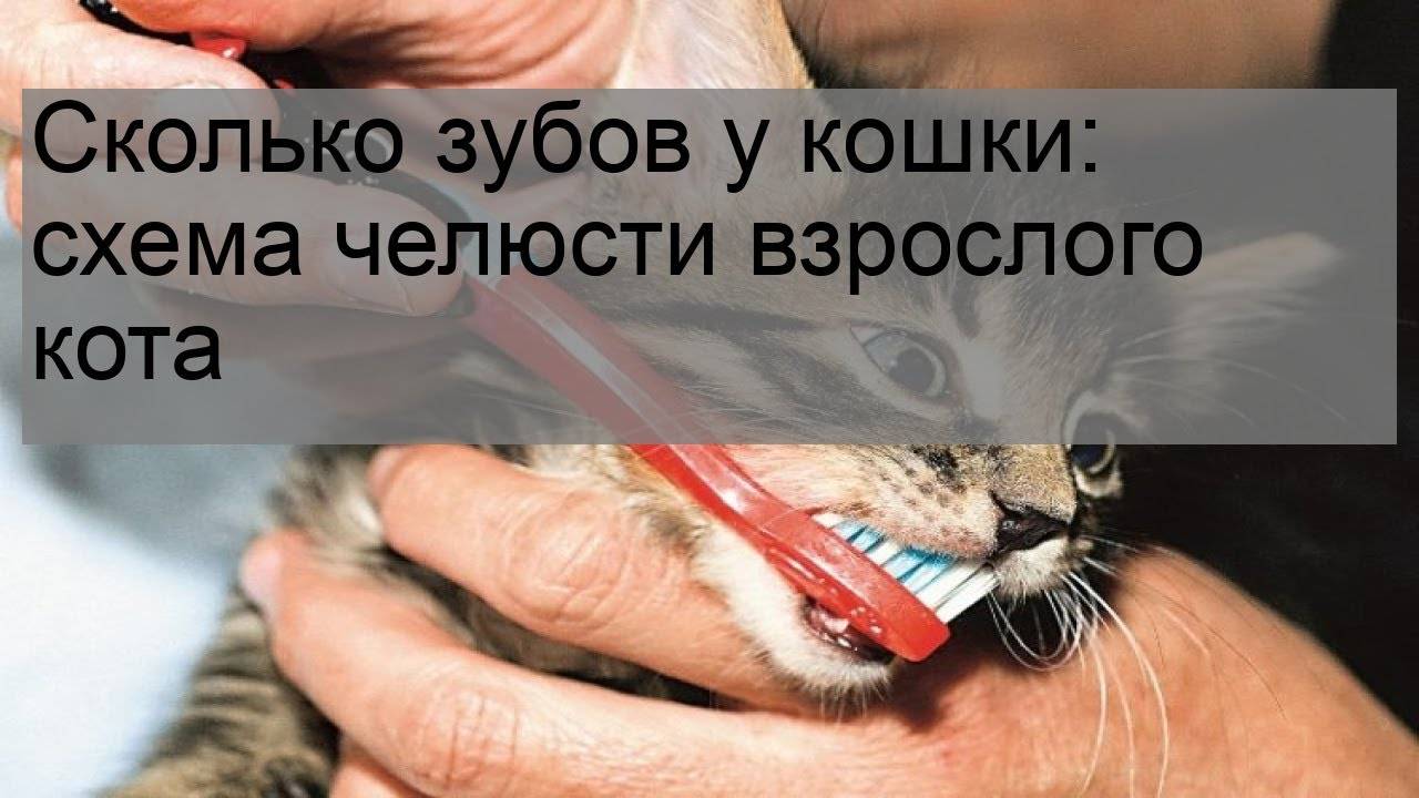 Зубной камень у кошек | компетентно о здоровье на ilive