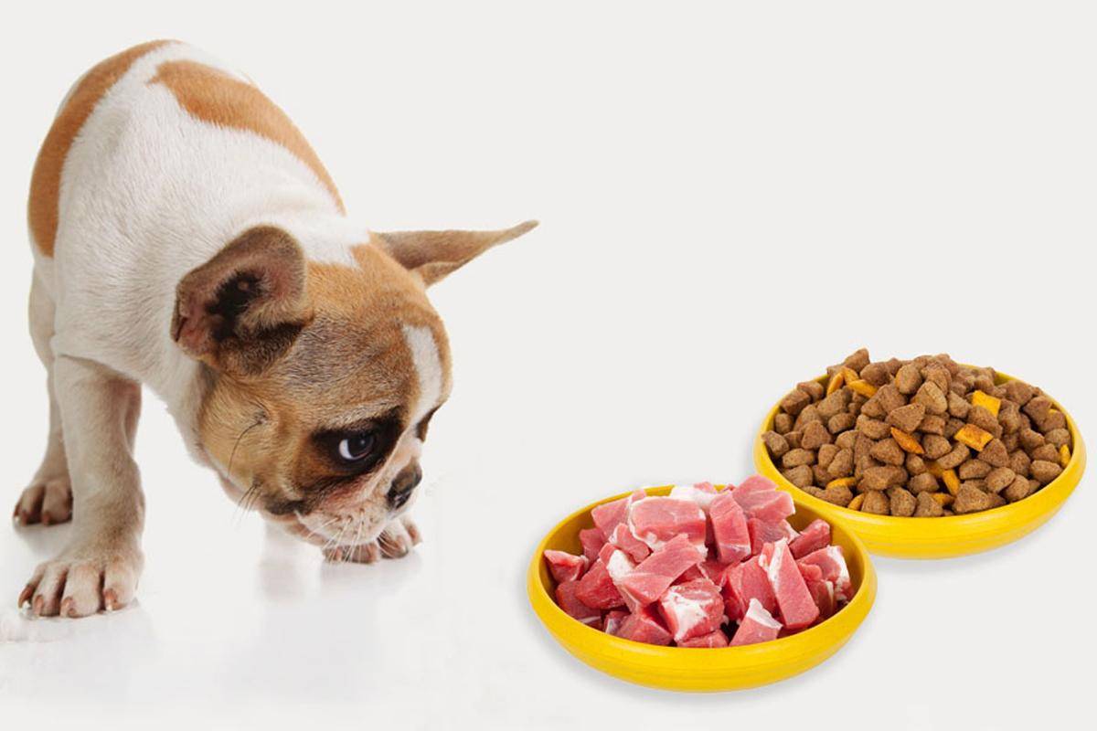 Лечебное и диетическое кормление собак