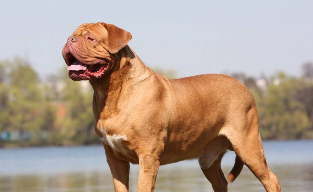 Топ-20 самых опасных собак в мире с описанием и фото