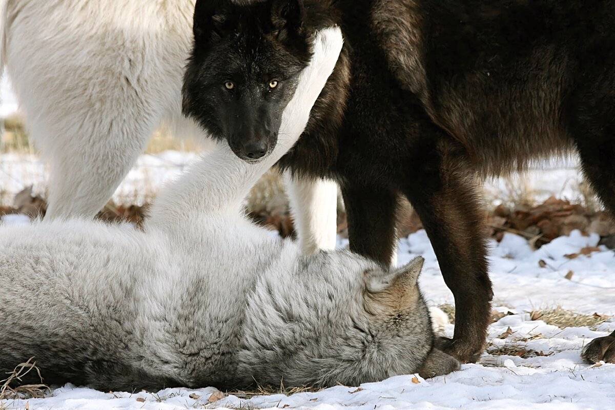 Волкособ: фото и цена щенков гибрида собаки и волка, характеристика чехословацкой волчьей породы (влчак), описание, размеры, сколько стоит вольфхунд (волкопес) в россии?