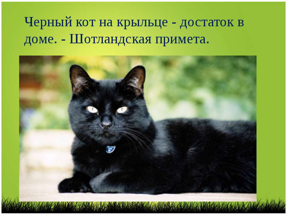 Кошка – лучшая защита вашего дома от нечисти и дурного глаза, выберите свою :: инфониак