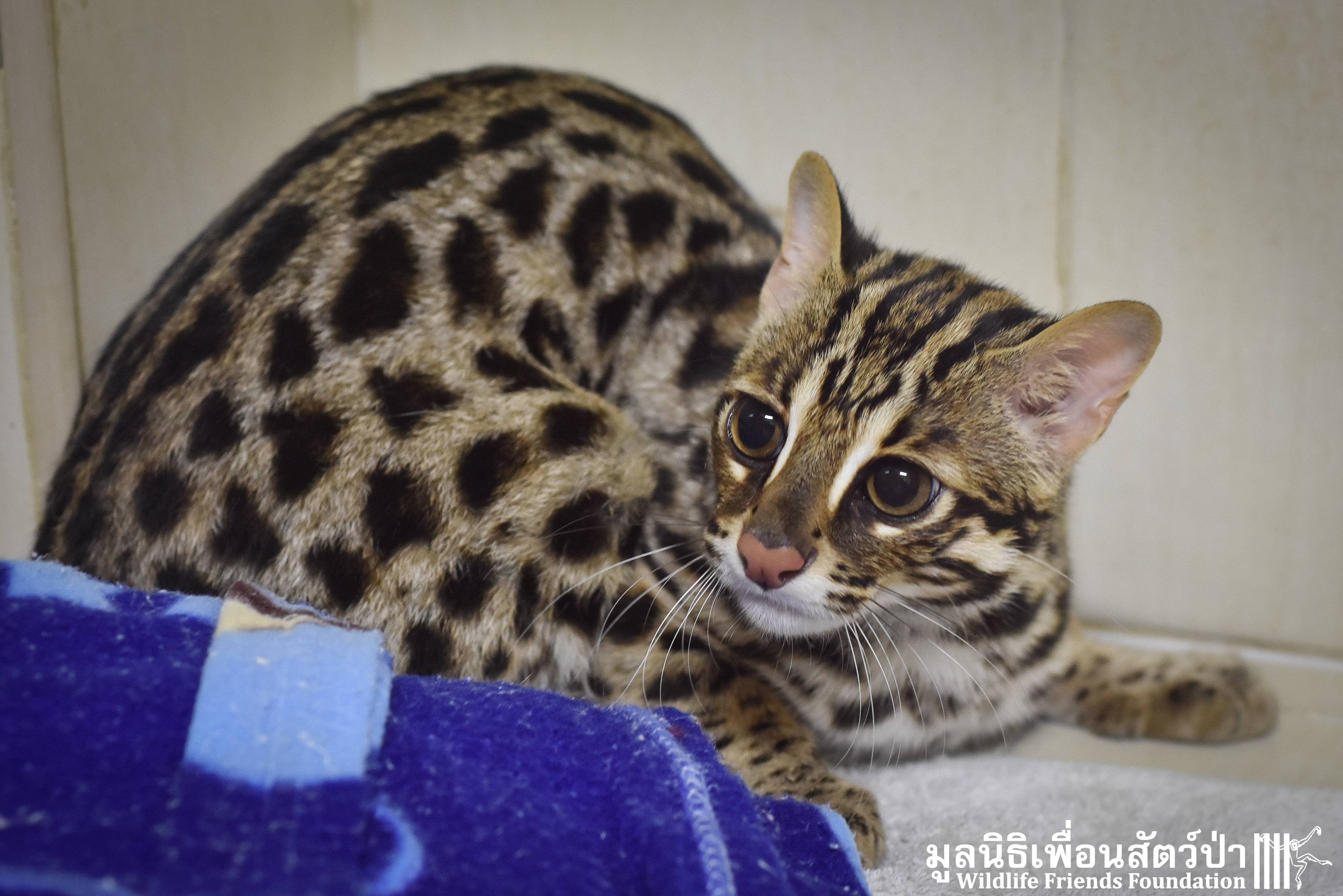 Кошка бенгальской породы (мини леопард) - содержание, хакрактер