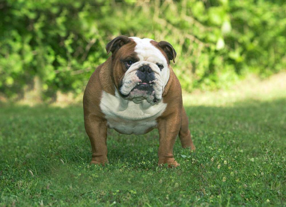 Бигль-харьер: описание породы собак с фото и видео
