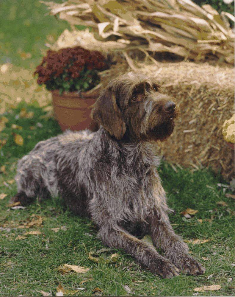 Собака гриффон (99 фото): описание пород. как выглядят щенки мини-собак? сколько живут карликовые и другие гриффоны?