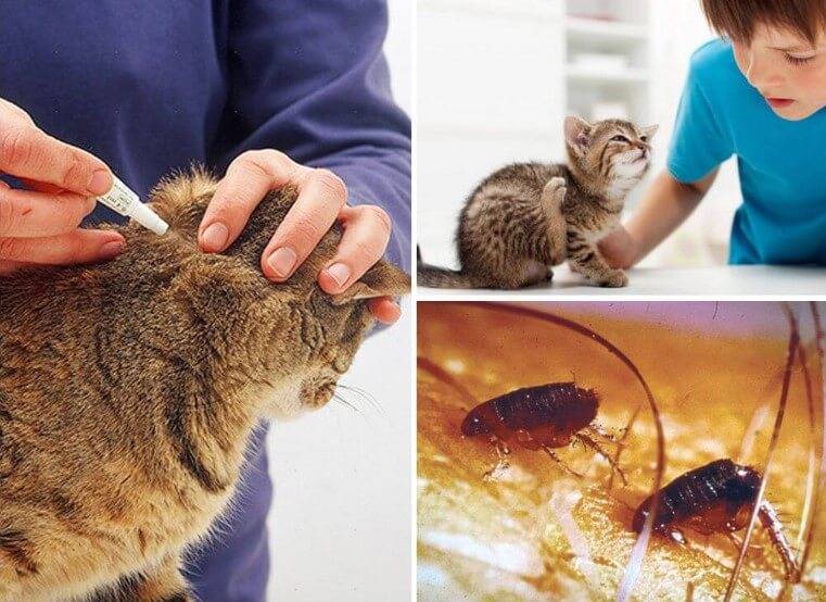 Таблетки от клещей для кошек: средства для защиты от паразитов