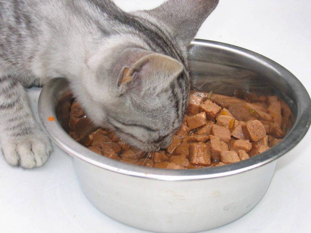 Можно ли кормить кошку рыбой и почему нельзя давать ее сырой - лапы и хвост