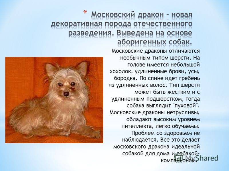 ᐉ московский дракон: характеристика и описание породы собак, содержание и уход, разведение - kcc-zoo.ru