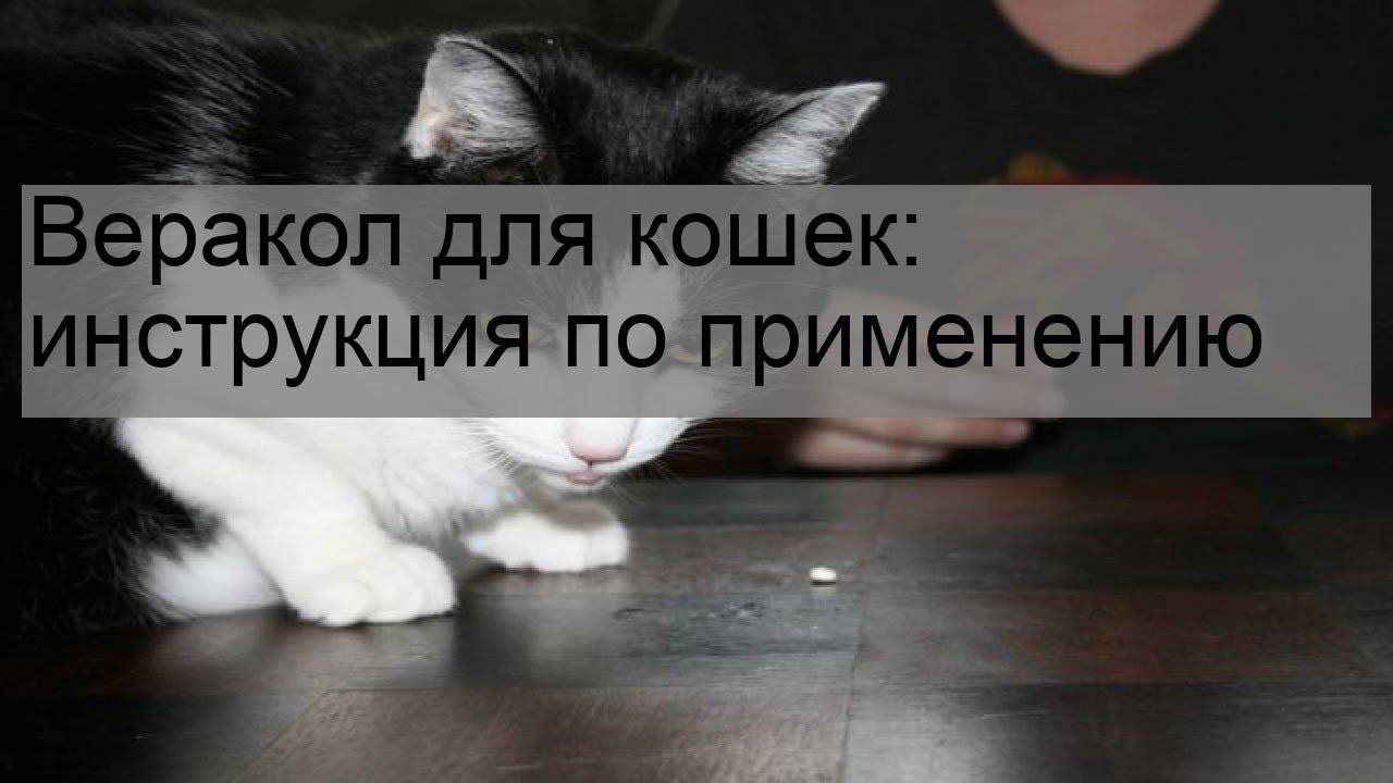 Веракол для кошек – чтобы не болел живот