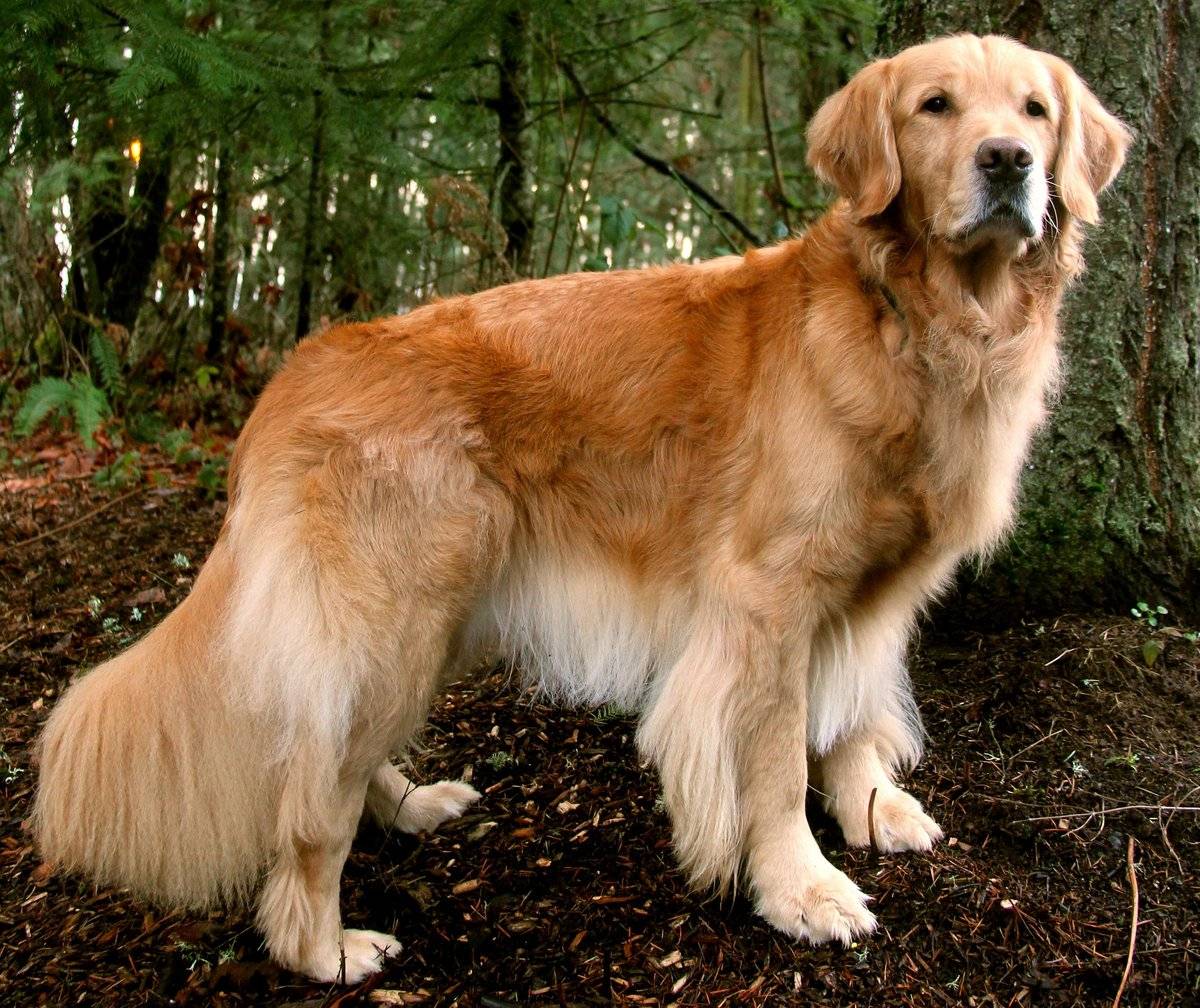 Добрые породы собак: топ-10 с фотографиями и названиями