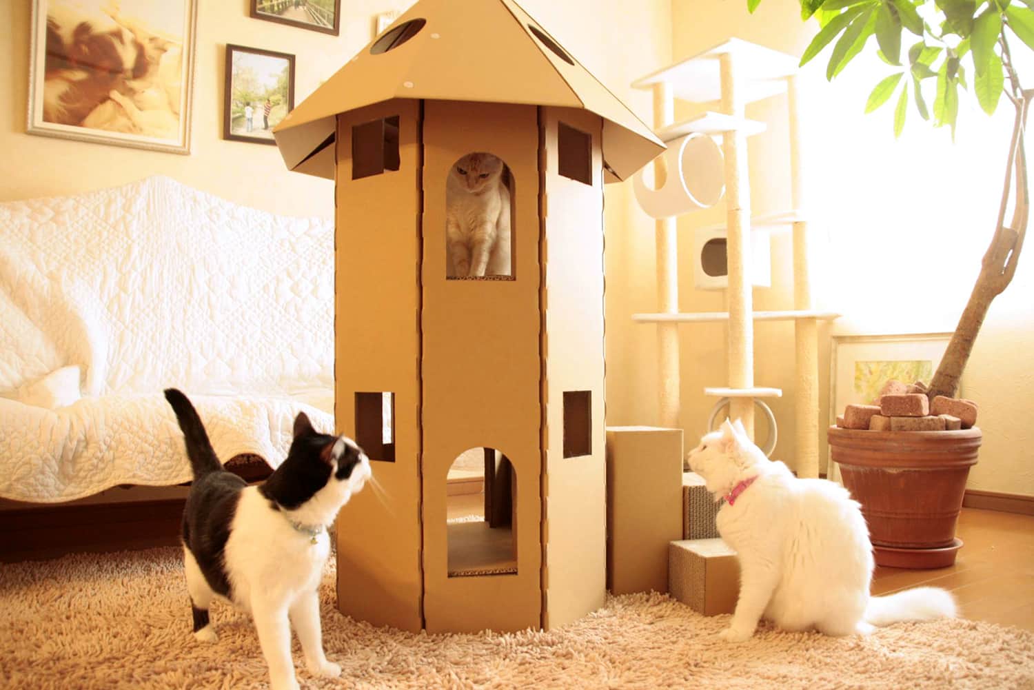 Место для кошки — советы по выбору, правильное размещение и подготовка квартиры к приходу питомца (130 фото + видео)