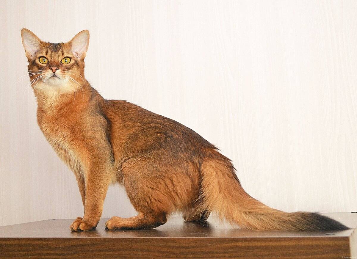 Сомалийская кошка: фото, цена котенка сомали, описание породы и характера