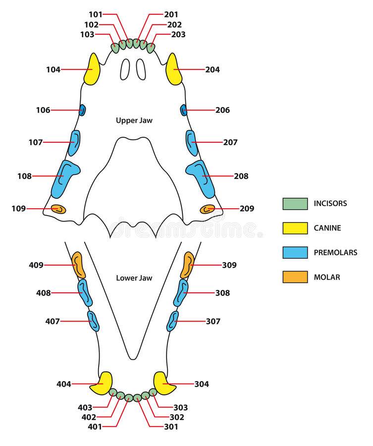 Подробное описание зубной формулы собаки: схема и строение челюстей