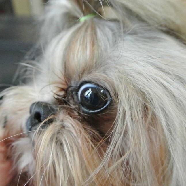 Перечень собак у которых могут выпадать глаза: как называется породы