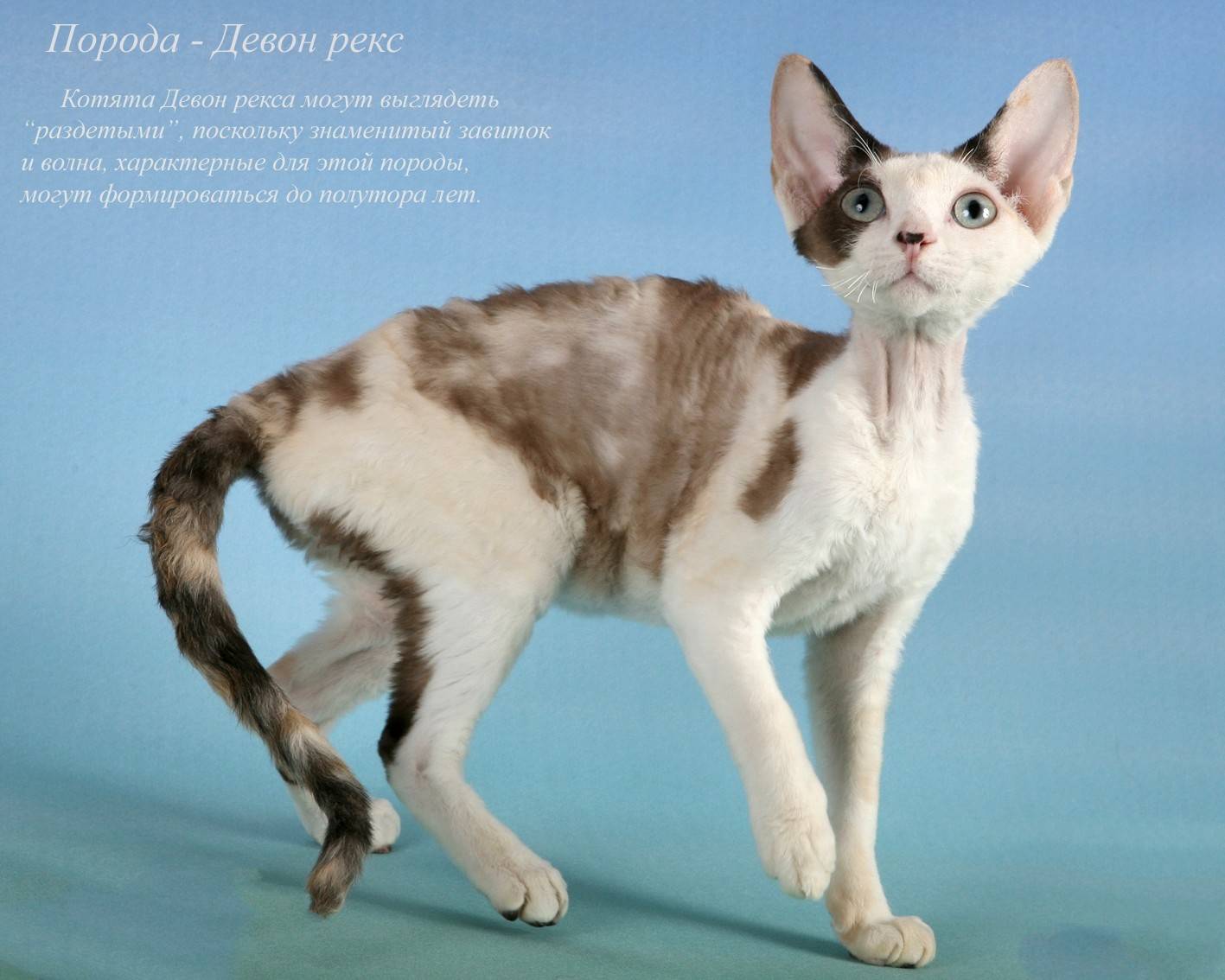 Китайская кошка ли хуа – экзотическая красавица из поднебесной
