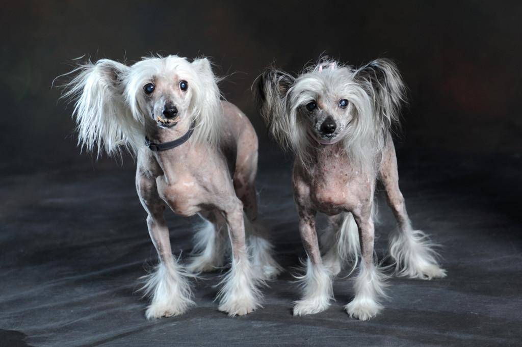 Китайская хохлатая: стандарт породы собак, уход и содержание, дрессировка, беременность и роды, цена щенков, фото + отзывы