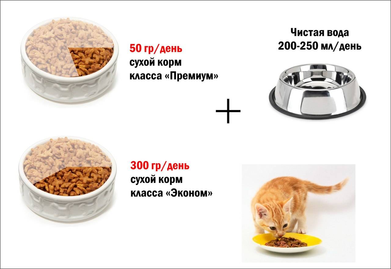 Чем и как кормить котенка от 1 до 3 месяцев?