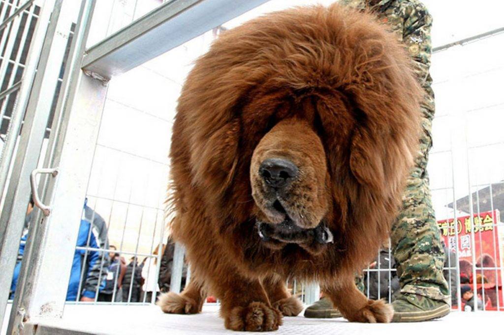 Самые большие собаки в мире – топ-10 пород
