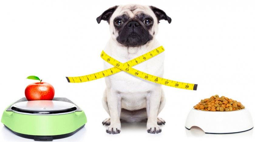 Избыточный вес: большие риски для собак