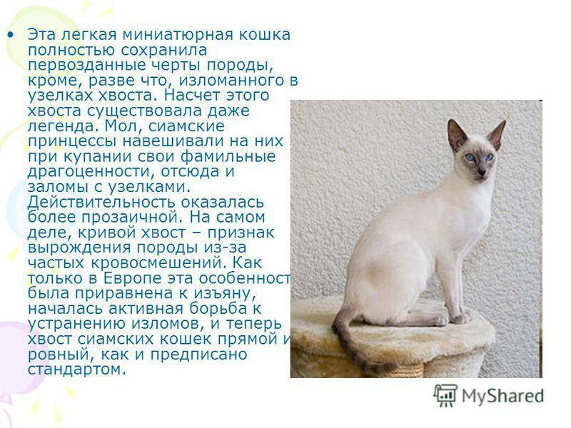 Особенности содержания и описание кошек сиамской породы, основы ухода за ними