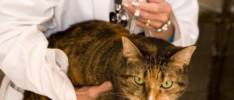 Бешенство у домашних животных - признаки, диагностика, лечение