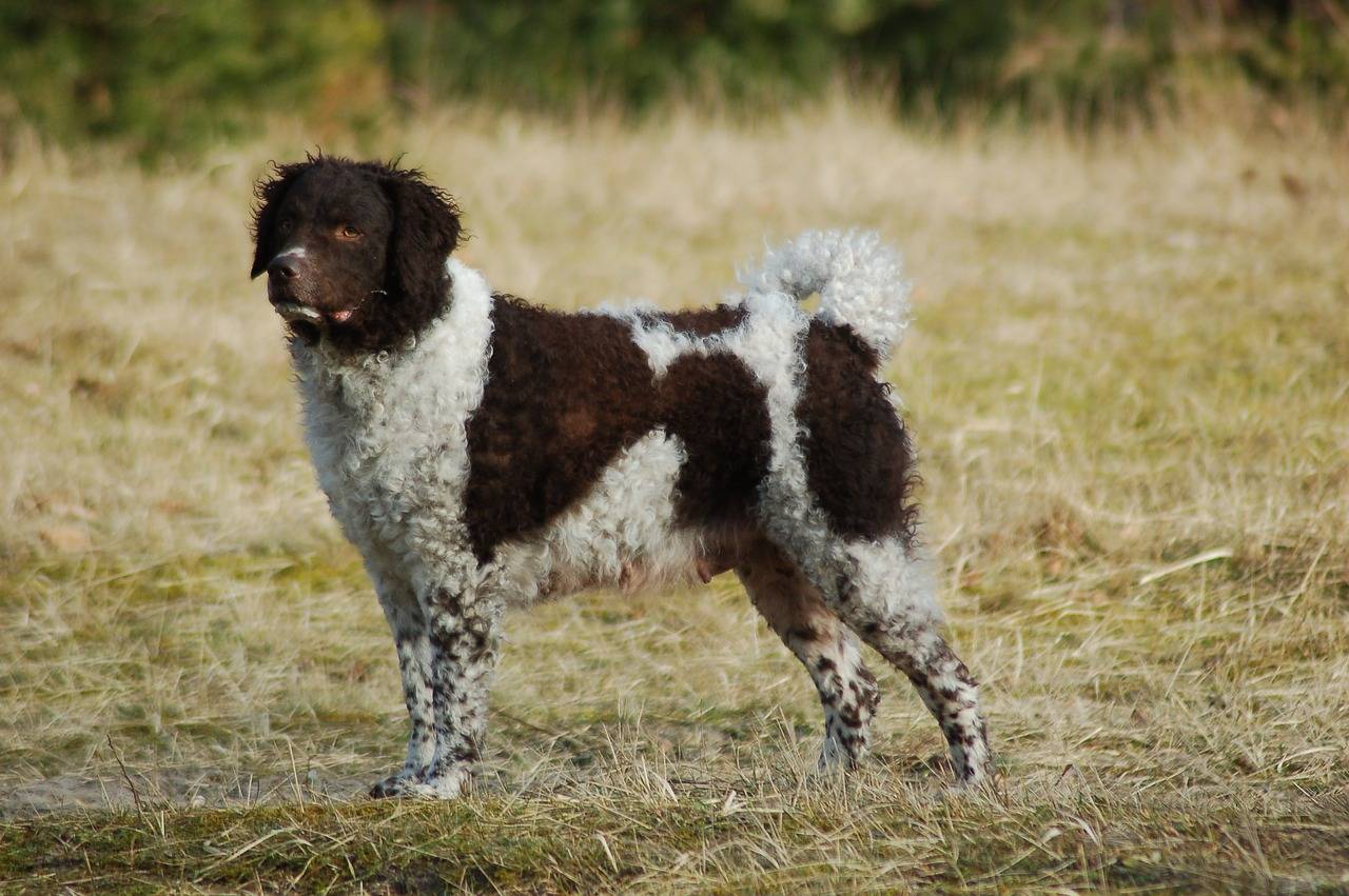 Голландская овчарка (хердер) — фото, описание породы и особенности содержания собаки