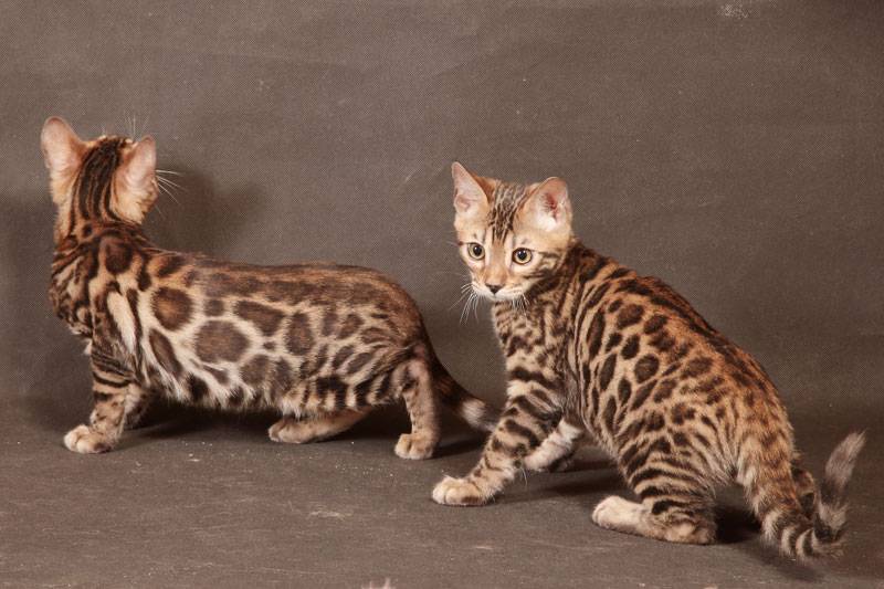 Породы больших пятнистых домашних кошек: названия и описание с фото, особенности содержания
