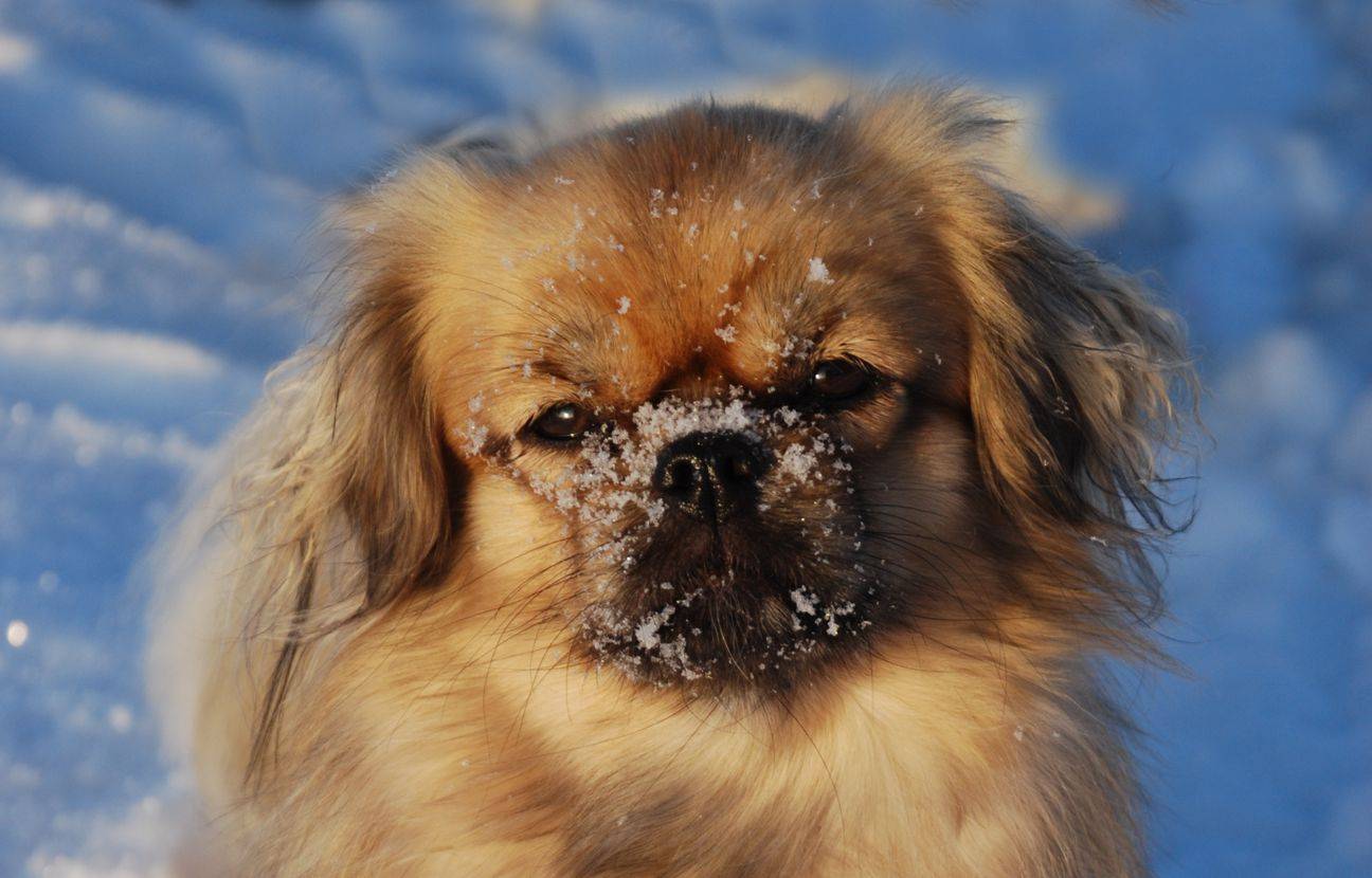 Тибетский спаниель — описание породы собак