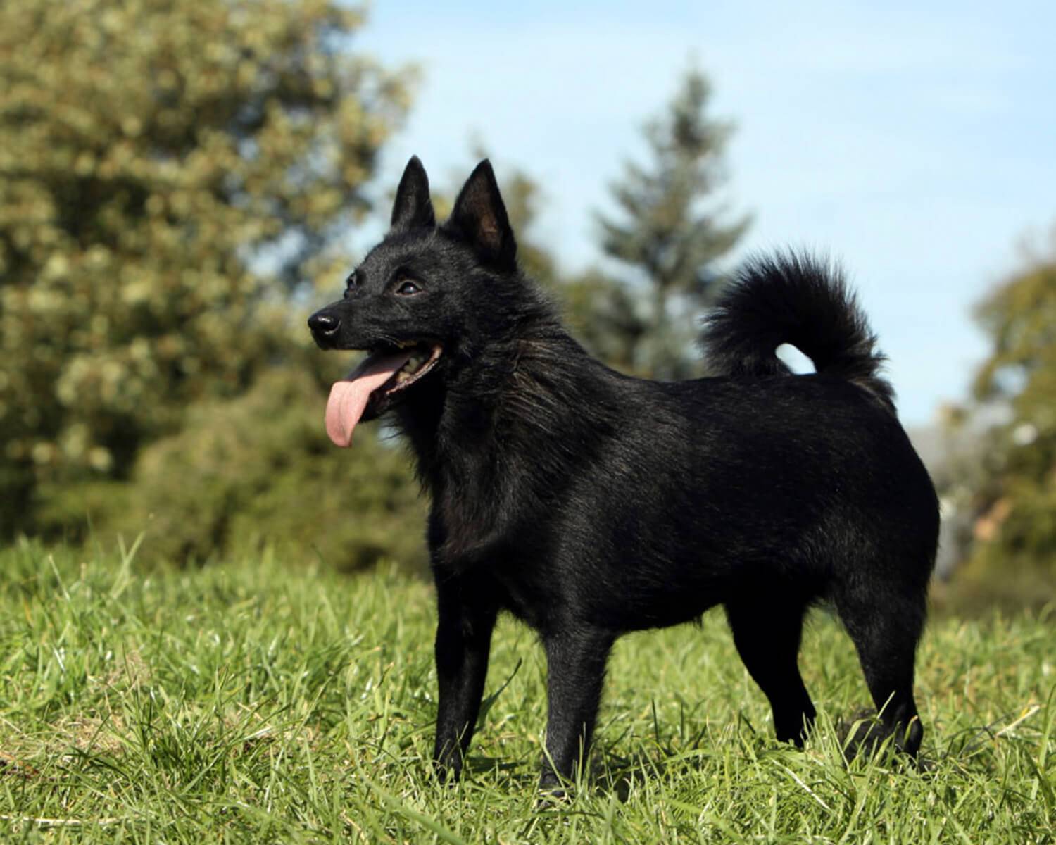 Шипперке (собака) — описание породы, характер
