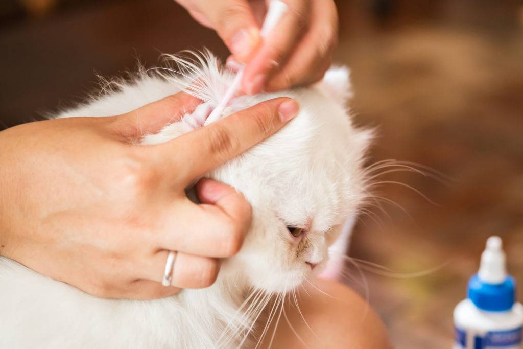 Как чистить уши кошке правильно в домашних условиях: нужно ли, средства и гели для очистки