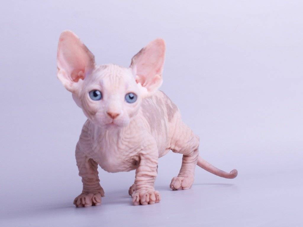 Бамбино кошка. описание, особенности, уход и цена кошки бамбино | животный мир
