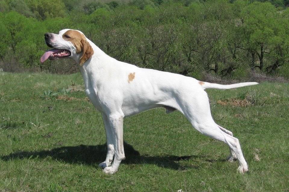 Английский пойнтер: описание породы и характера собаки