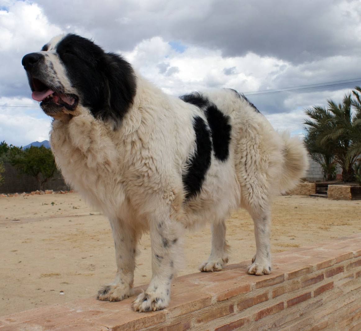 Испанский мастиф: все о собаке, фото, описание породы, характер, цена