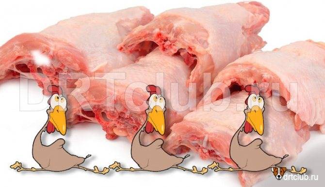 Куриные лапы для собак, а также головы: можно ли давать