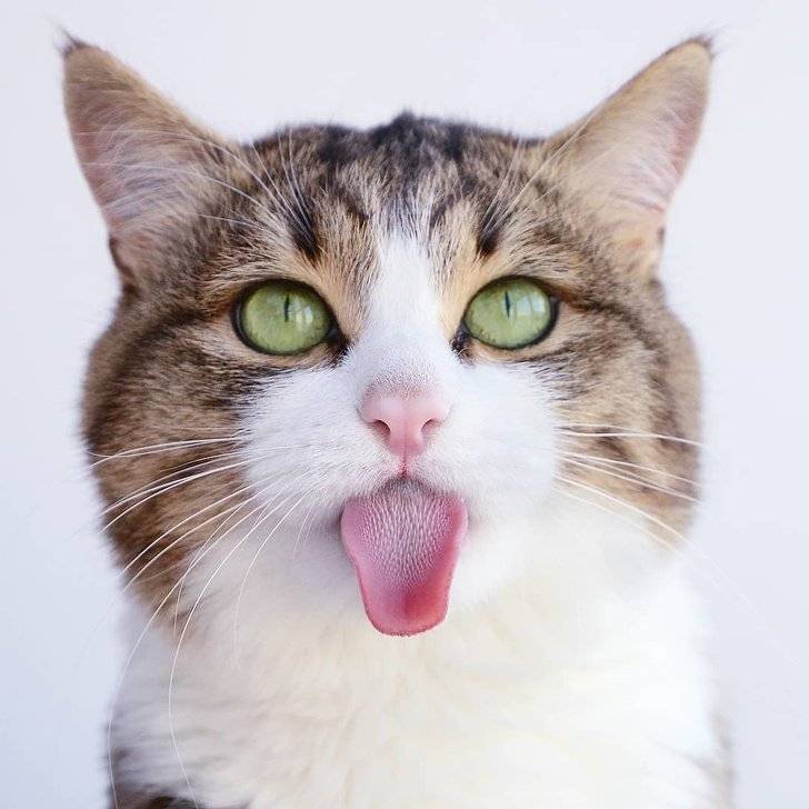 10 кошачьих привычек, от которых в восторге все хозяева | gafki.ru | яндекс дзен